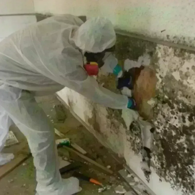 Mold Remediation and Removal in Milton, DE